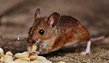 24 Hour & Emergency Exterminators in Pepperell, MA